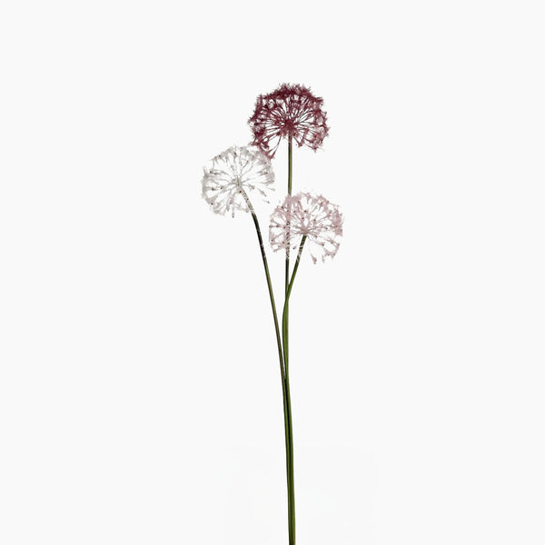 Fiore Onion Flower Dia Assorted Colour