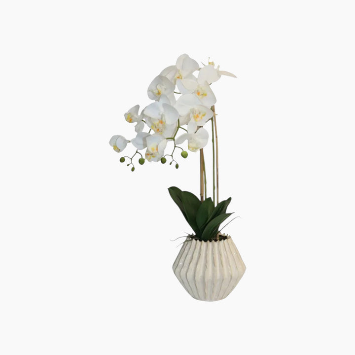 Nova Home Lunaria Phalaenopsis Arrangement