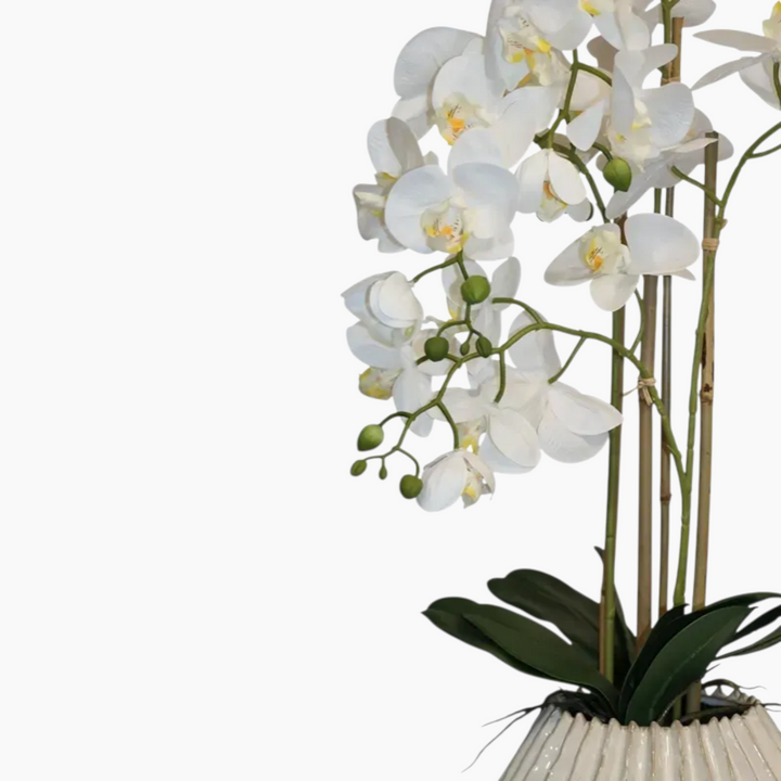 Nova Home Lunaria Phalaenopsis Arrangement