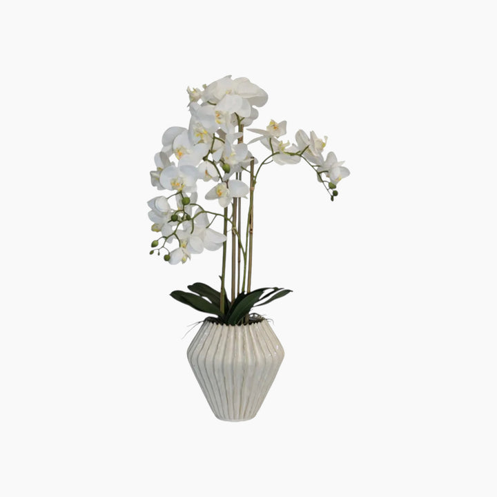 Nova Home Lunaria Phalaenopsis Arrangement