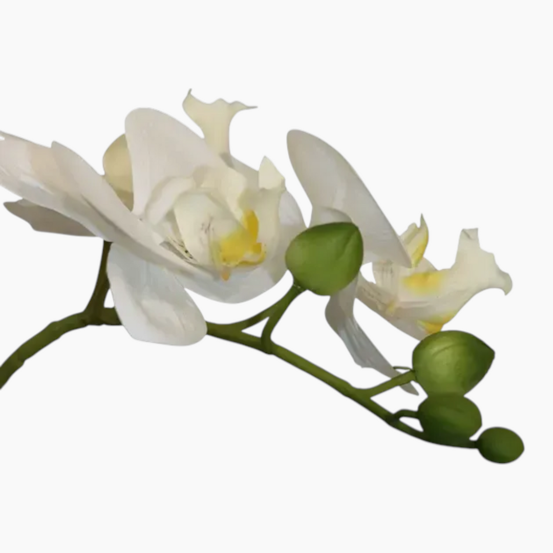 Nova Home Ivoria Phalaenopsis Arrangement