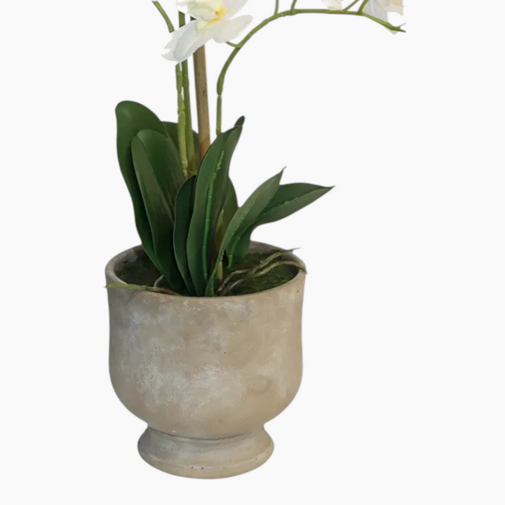 Nova Home Ivoria Phalaenopsis Arrangement