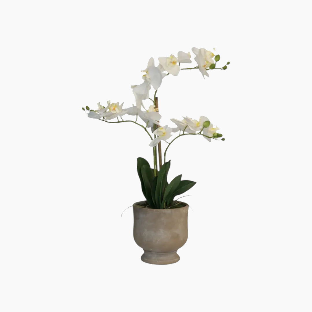 Nova Home Ivoria Phalaenopsis Arrangement