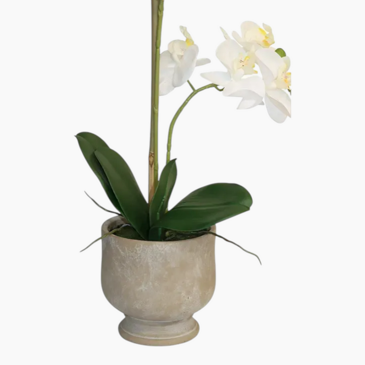 Nova Home Ivoria Phalaenopsis Arrangement