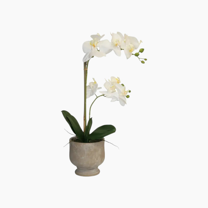 Nova Home Ivoria Phalaenopsis Arrangement