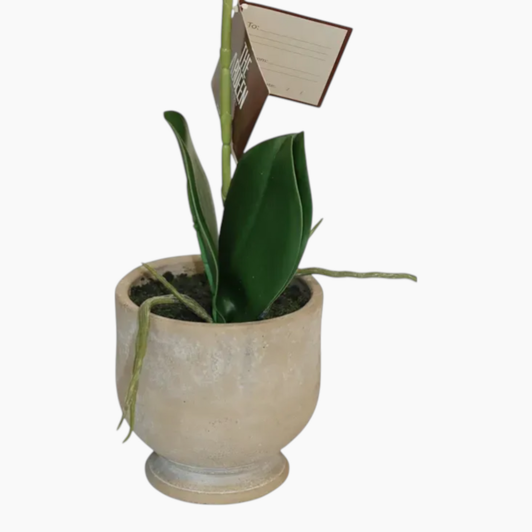 Nova Home Ivoria Phalaenopsis Arrangement