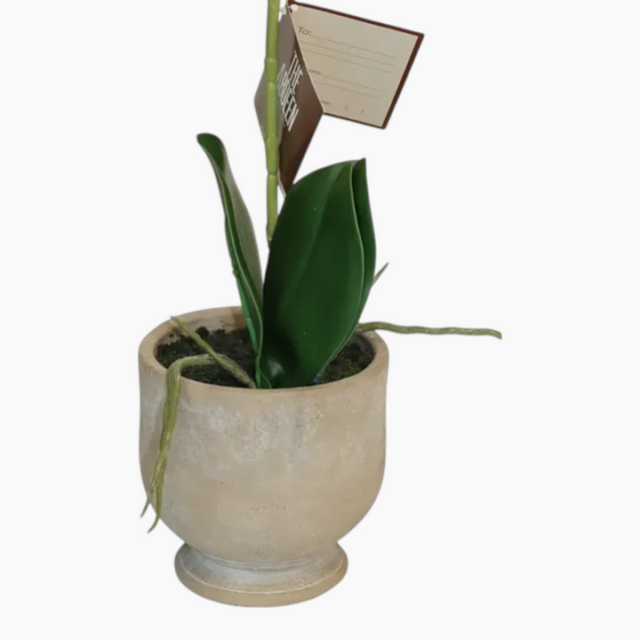 Nova Home Ivoria Phalaenopsis Arrangement