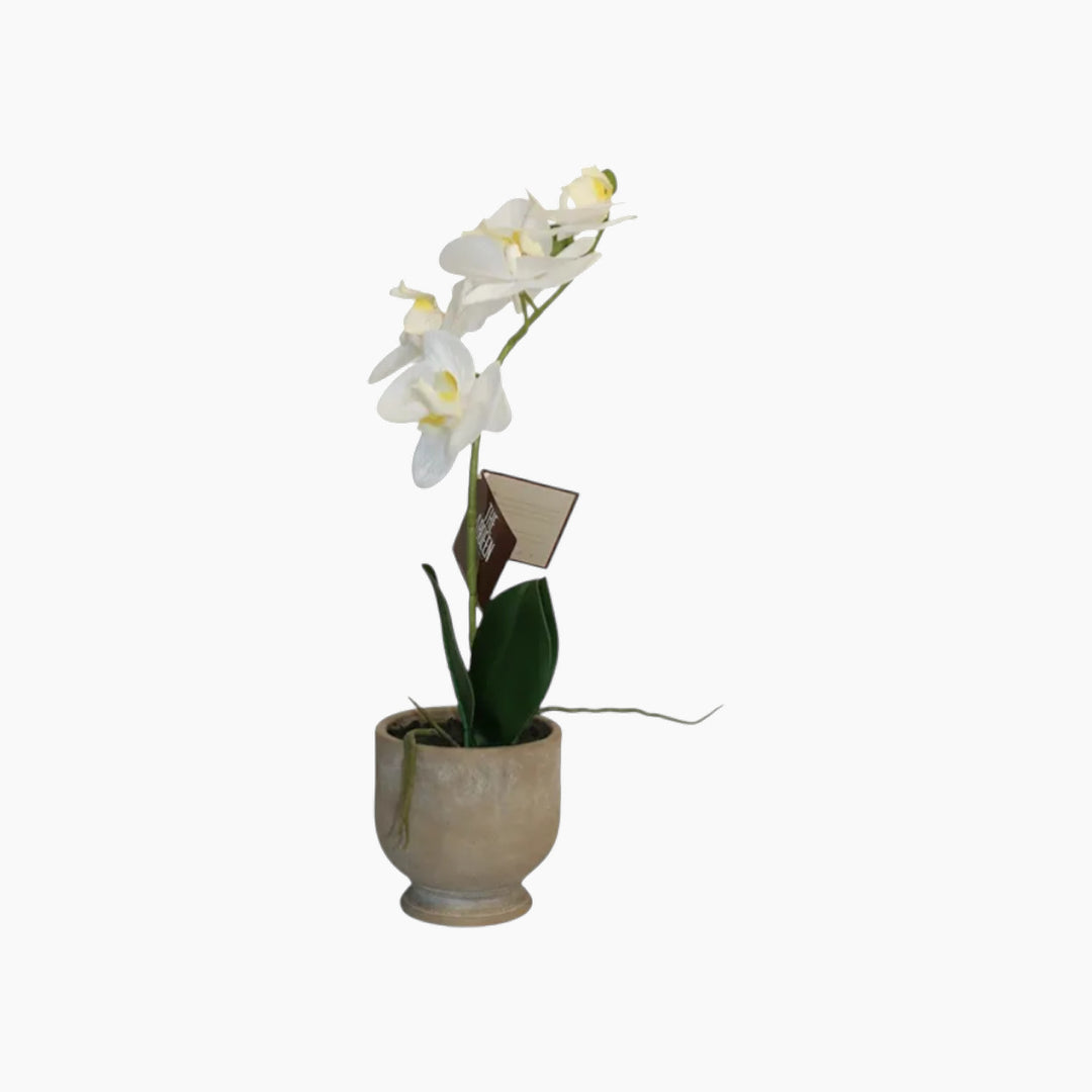 Nova Home Ivoria Phalaenopsis Arrangement