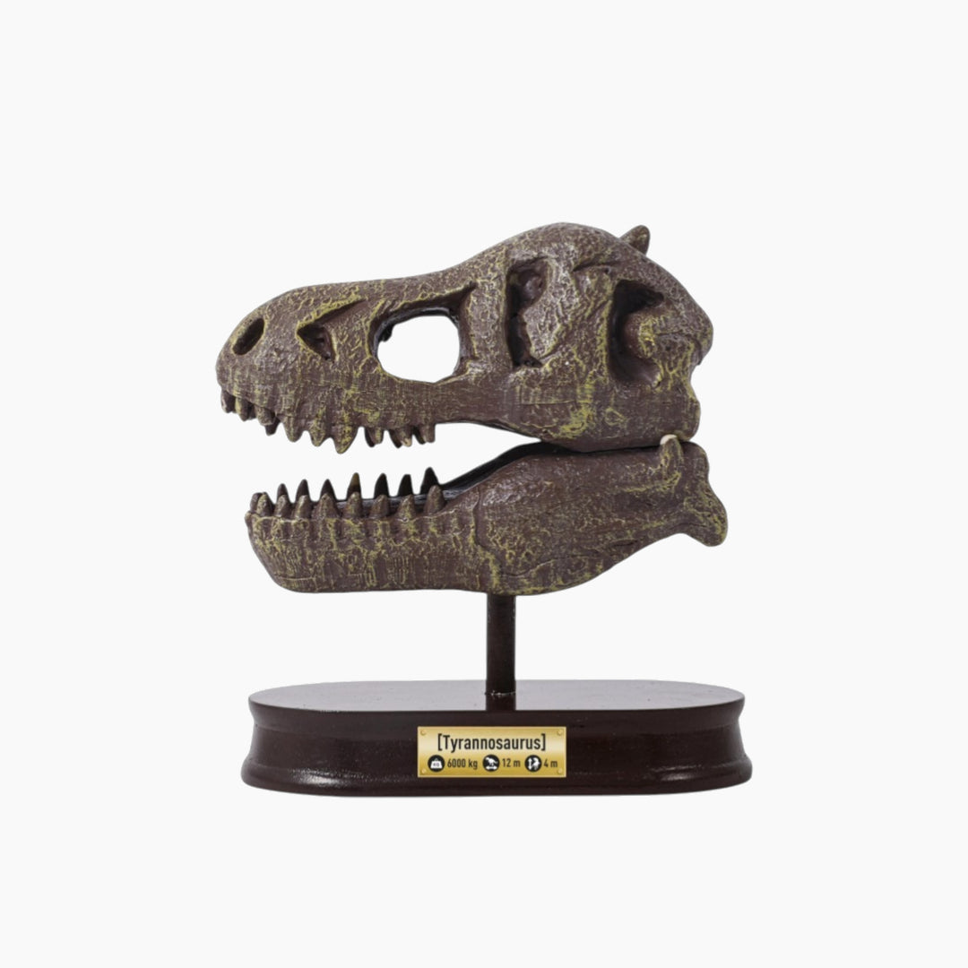 Buki Tyrannosaurus Dinosaur Skull - HUNA