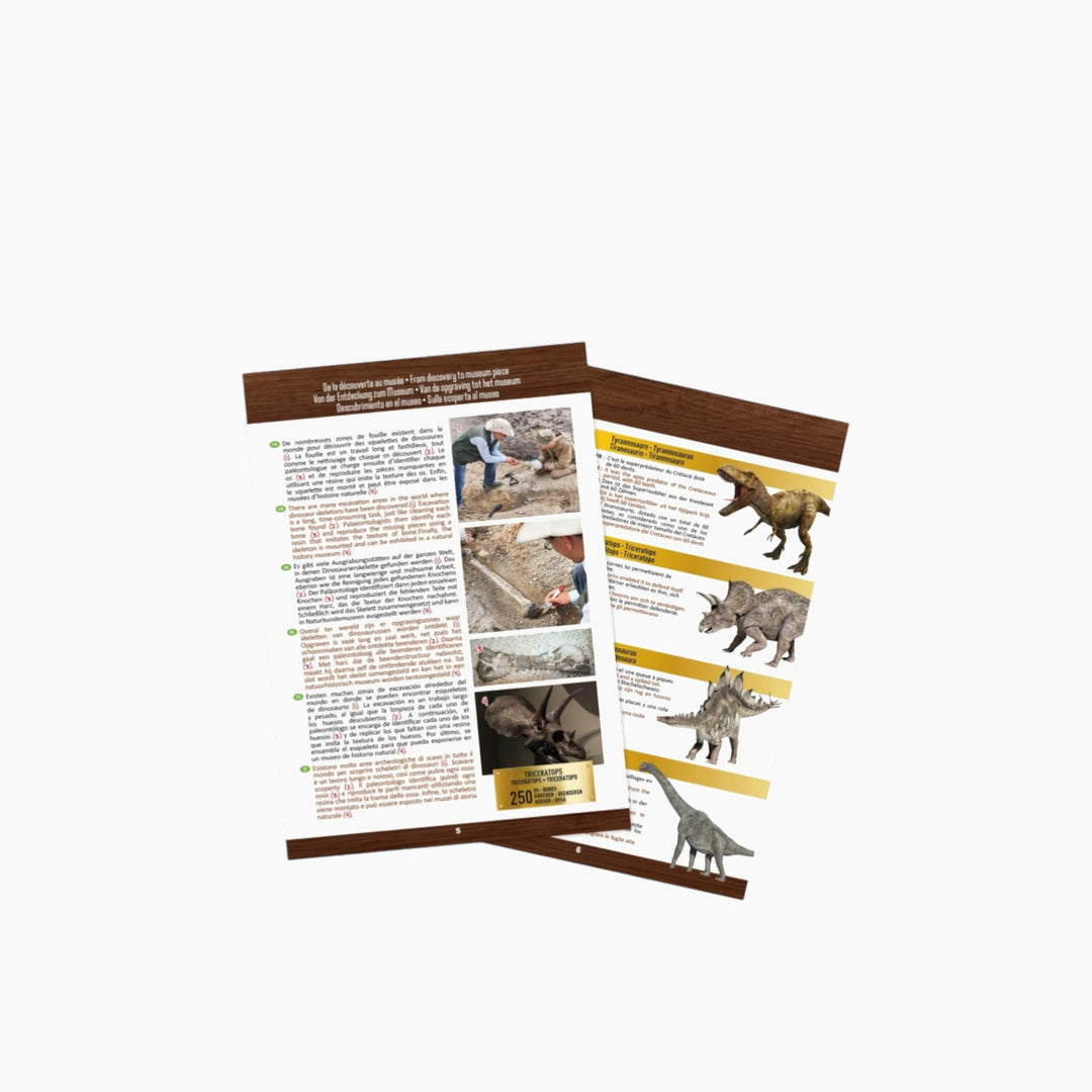 Buki Tyrannosaurus Dinosaur Skull - HUNA