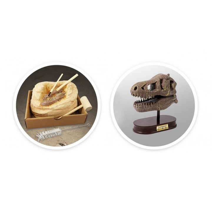 Buki Tyrannosaurus Dinosaur Skull - HUNA