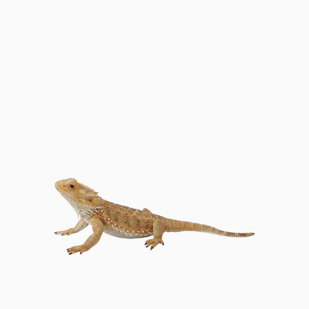 Collecta Bearded Dragon Lizard Animal Toy Figure