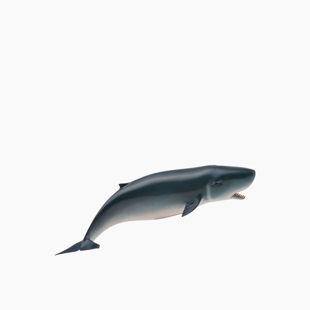 Collecta Pygmy Sperm Whale Animal Toy Figure
