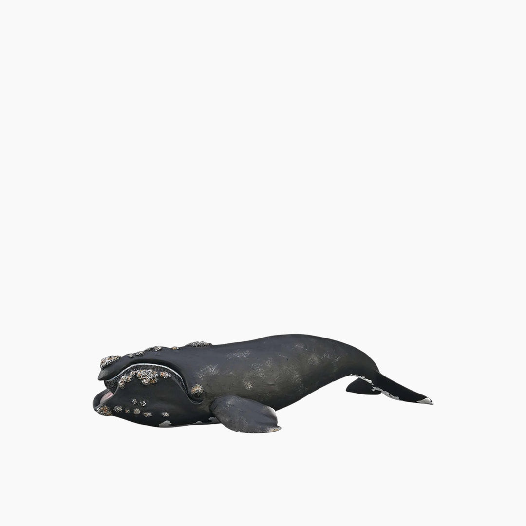 Collecta Right Whale Animal Toy Figure