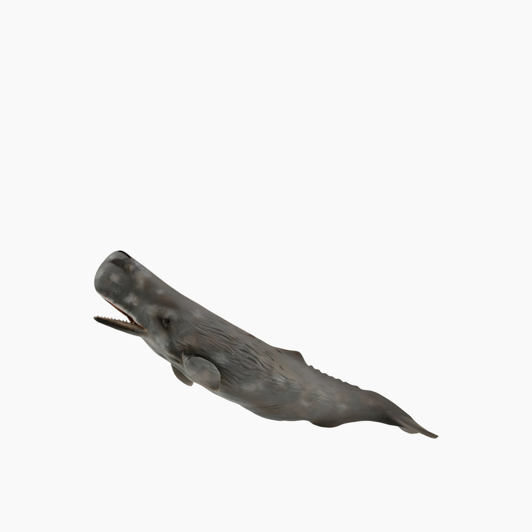Collecta Sperm Whale Animal Toy Figure