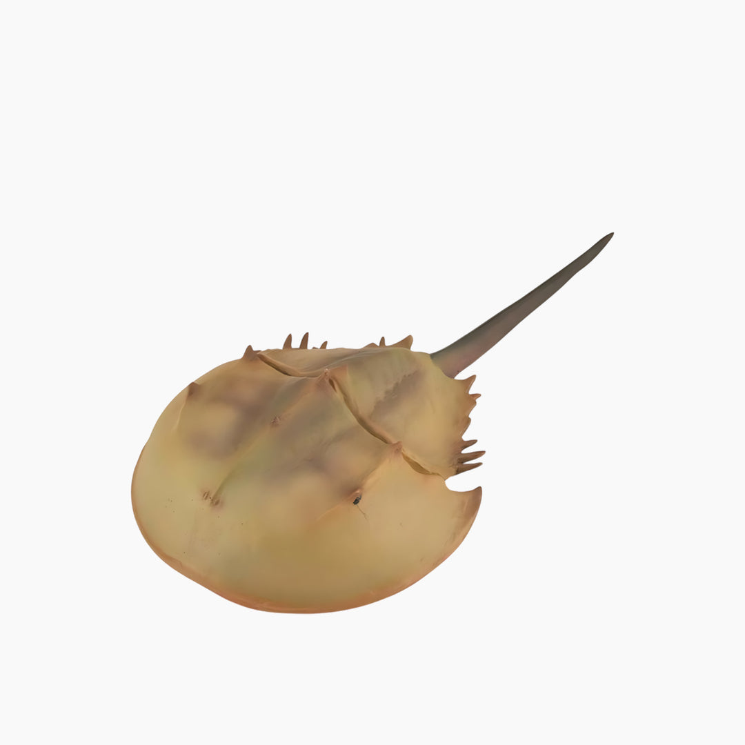 Collecta Horseshoe Crab Animal Toy Figure
