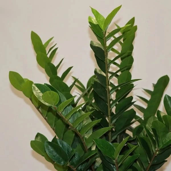 Nova Home Bliss Artificial Flower Arrangement - HUNA