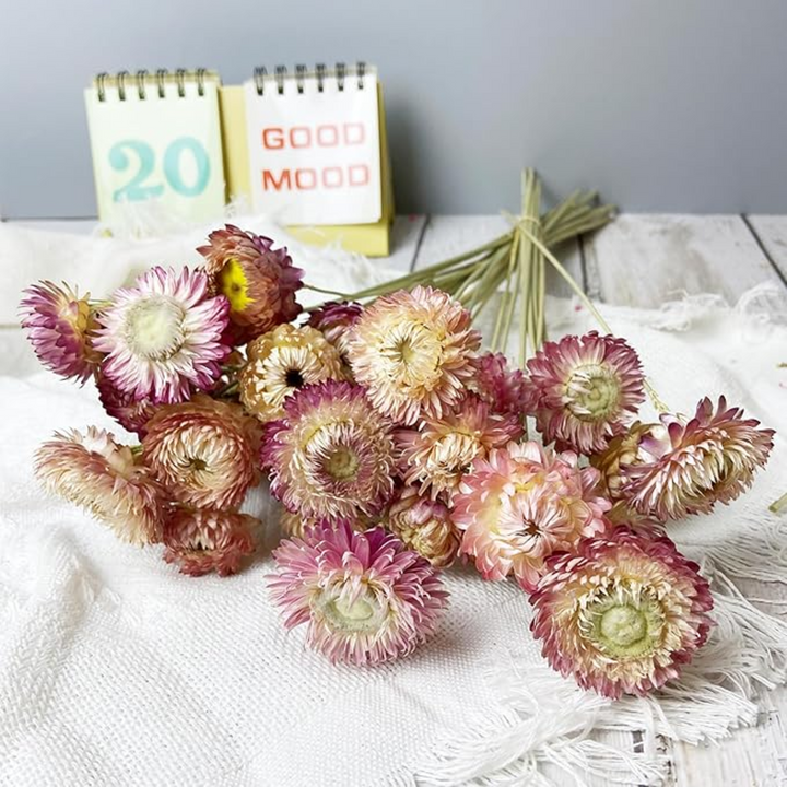 ARMN Dried Chrysanthemum Flowers