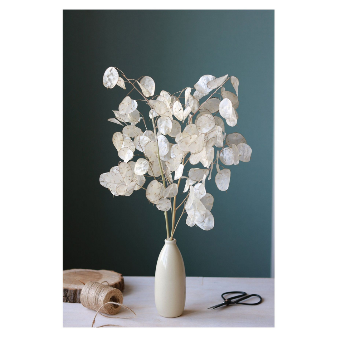 ARMN Dried Lunaria Flowers (Silver Dollar)