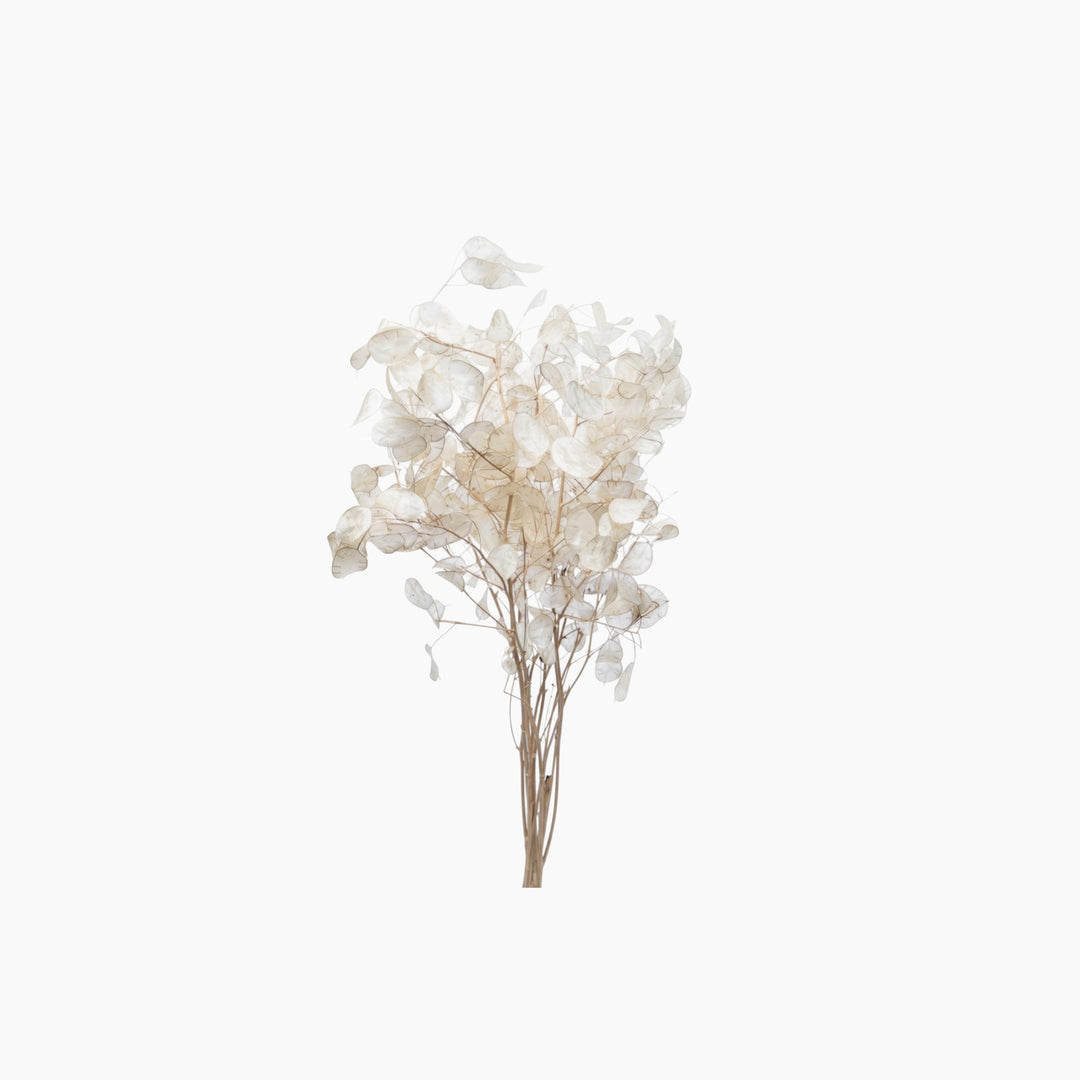 ARMN Dried Lunaria Flowers (Silver Dollar)