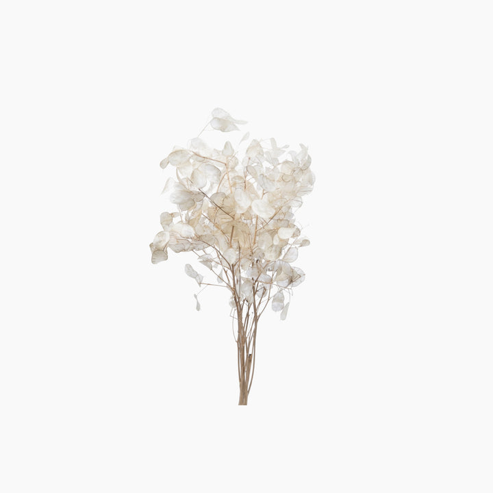 ARMN Dried Lunaria Flowers (Silver Dollar)