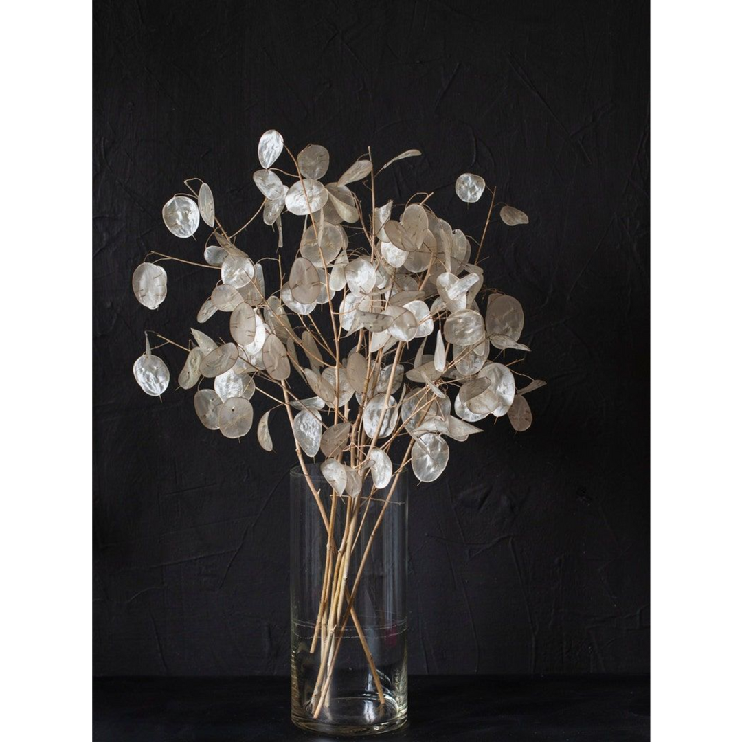 ARMN Dried Lunaria Flowers (Silver Dollar)