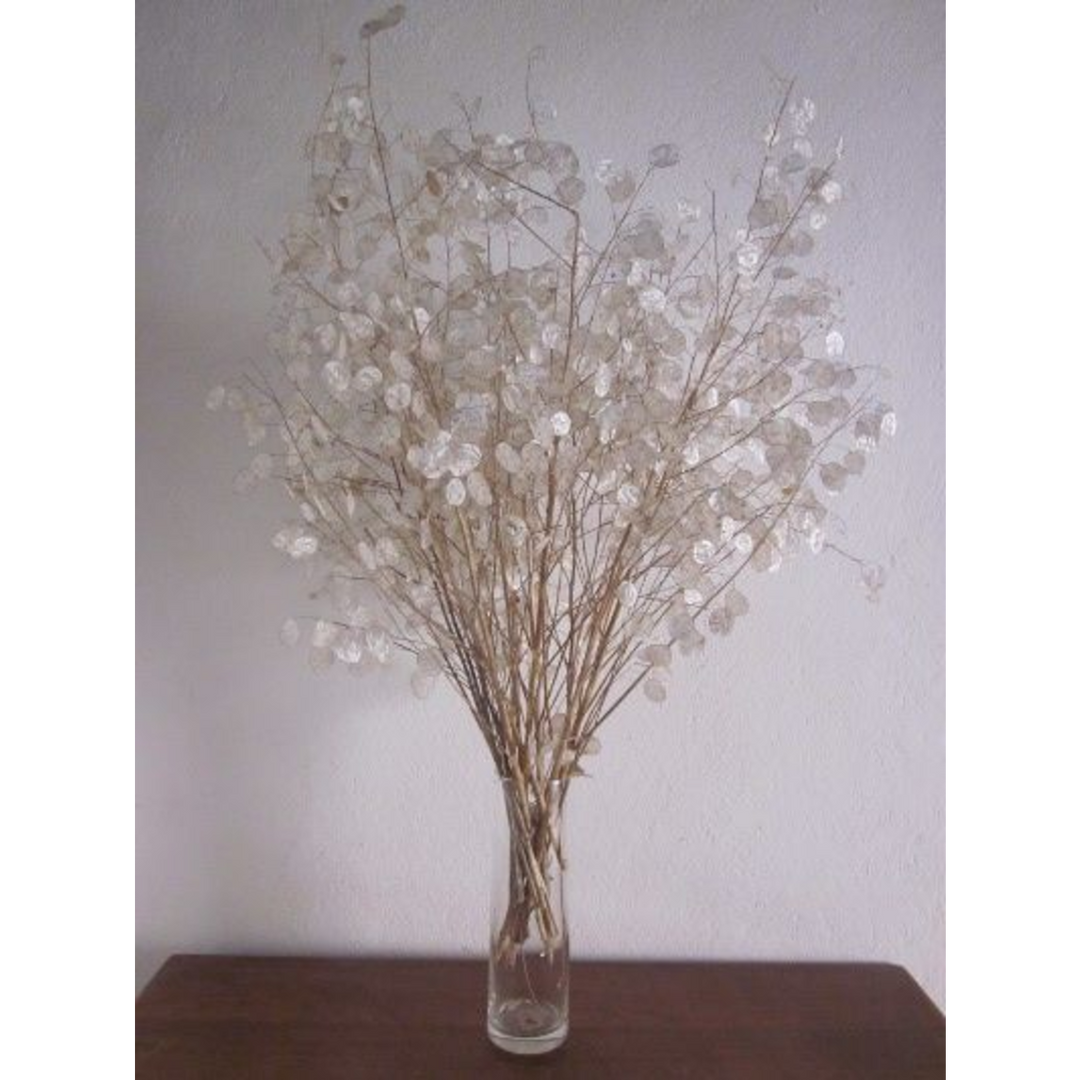 ARMN Dried Lunaria Flowers (Silver Dollar)