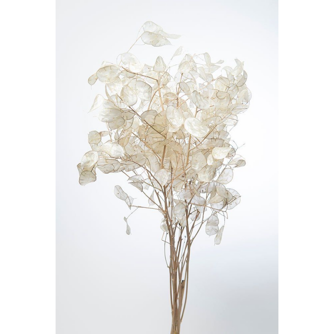 ARMN Dried Lunaria Flowers (Silver Dollar)