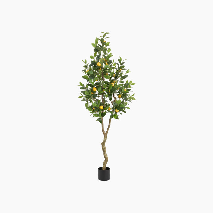 ARMN Evergreen Decorative Lemon Tree