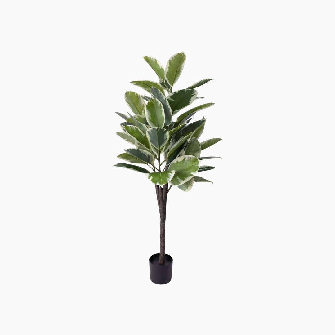 ARMN Evergreen Decorative Rubber Plant