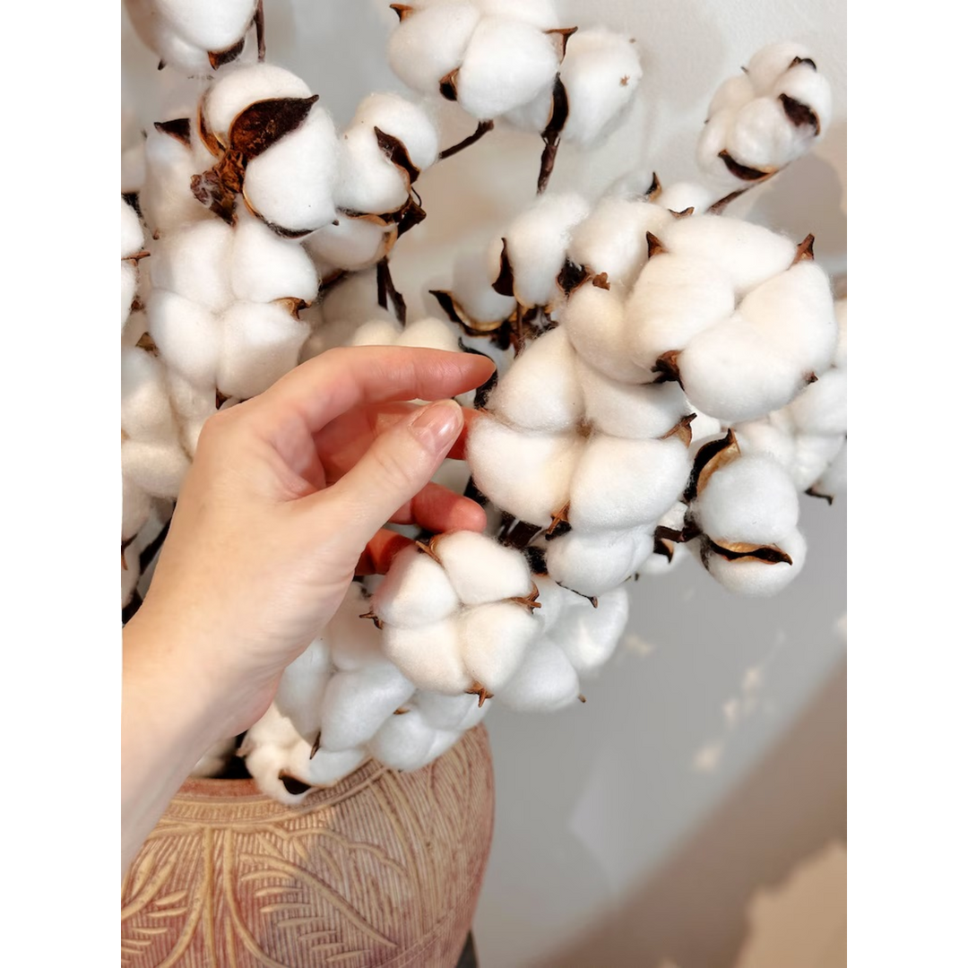 ARMN Natural Dried Cotton Flower