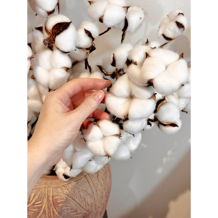 ARMN Natural Dried Cotton Flower