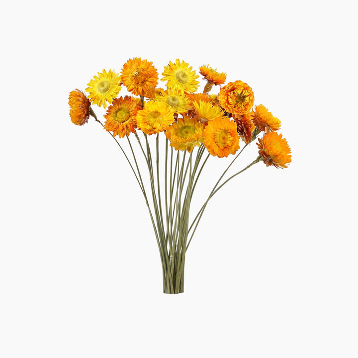 ARMN Dried Chrysanthemum Flowers