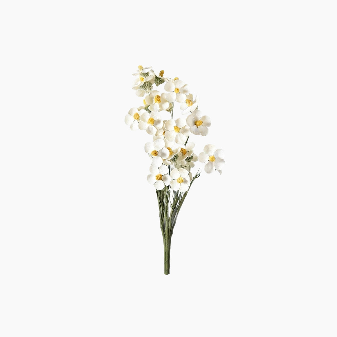 ARMN Dried Phalaenopsis Orchid Flowers