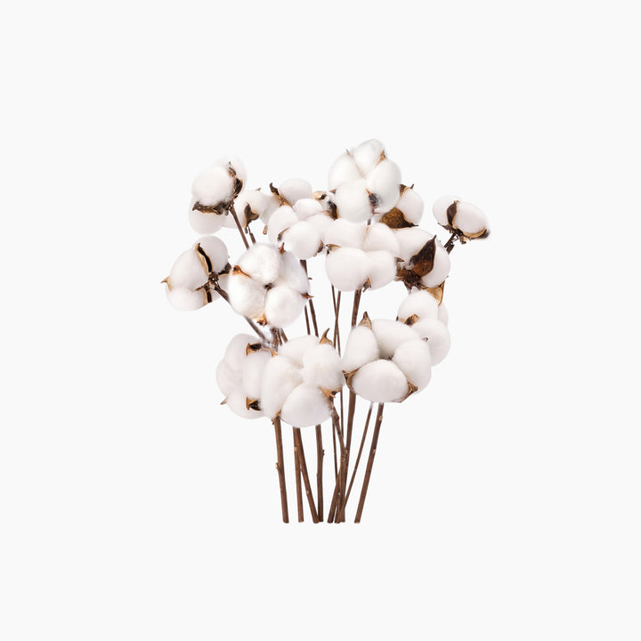 ARMN Natural Dried Cotton Flower