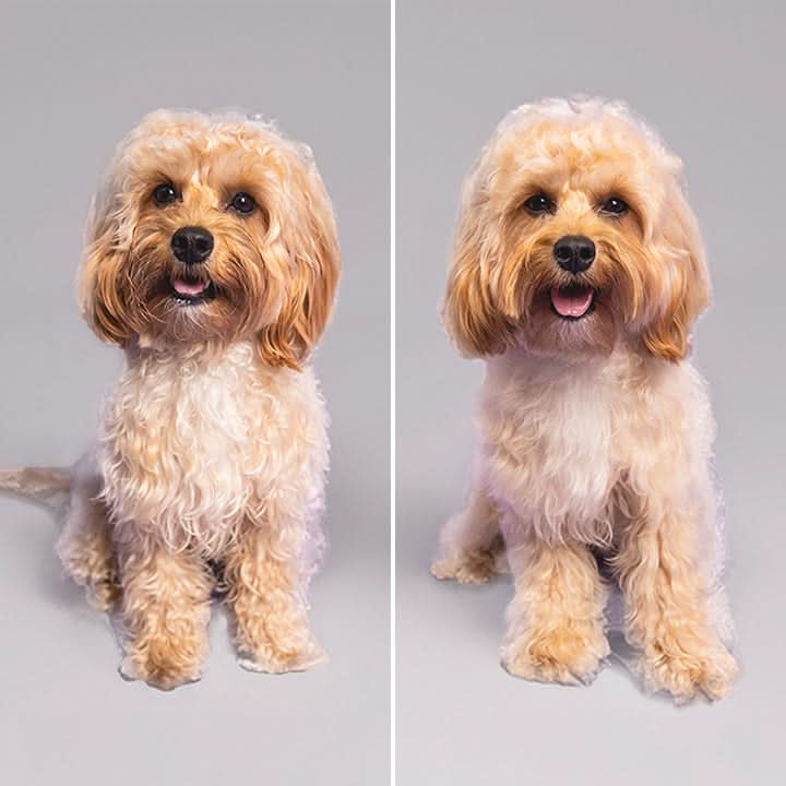 Tangle Teezer Ultimate Dog Grooming Set Brush