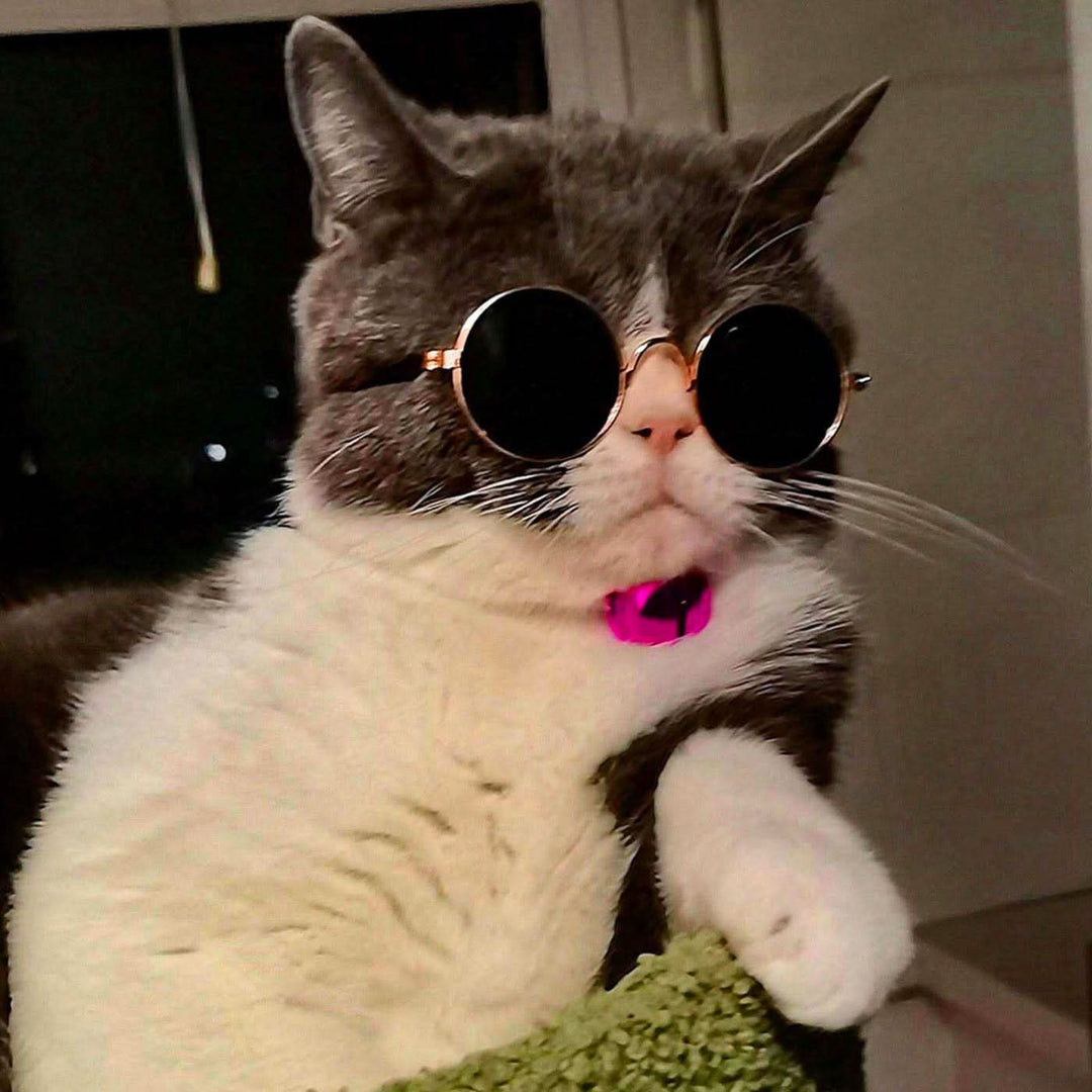 Pet Village Vintage Round Sunglasses - HUNA