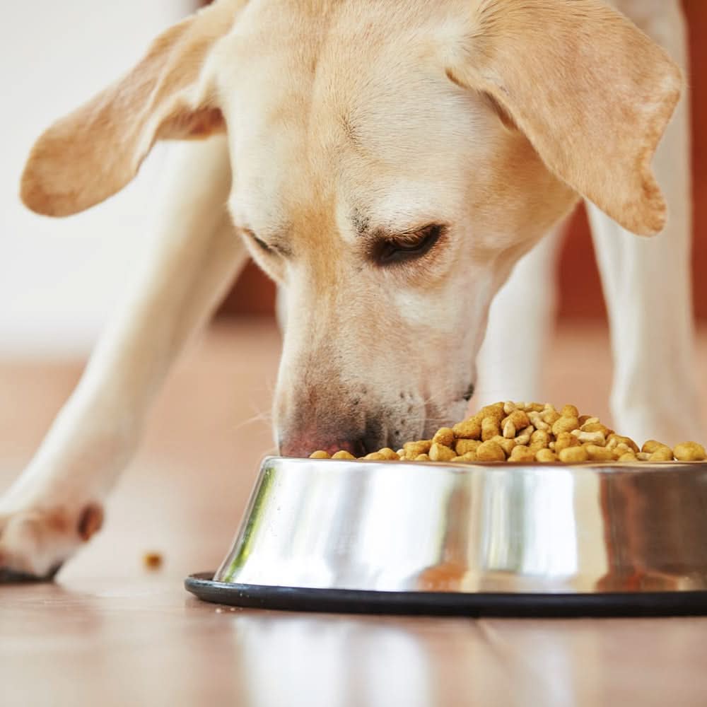 Petra Pet Chicken and Cereals Dry Dog Food