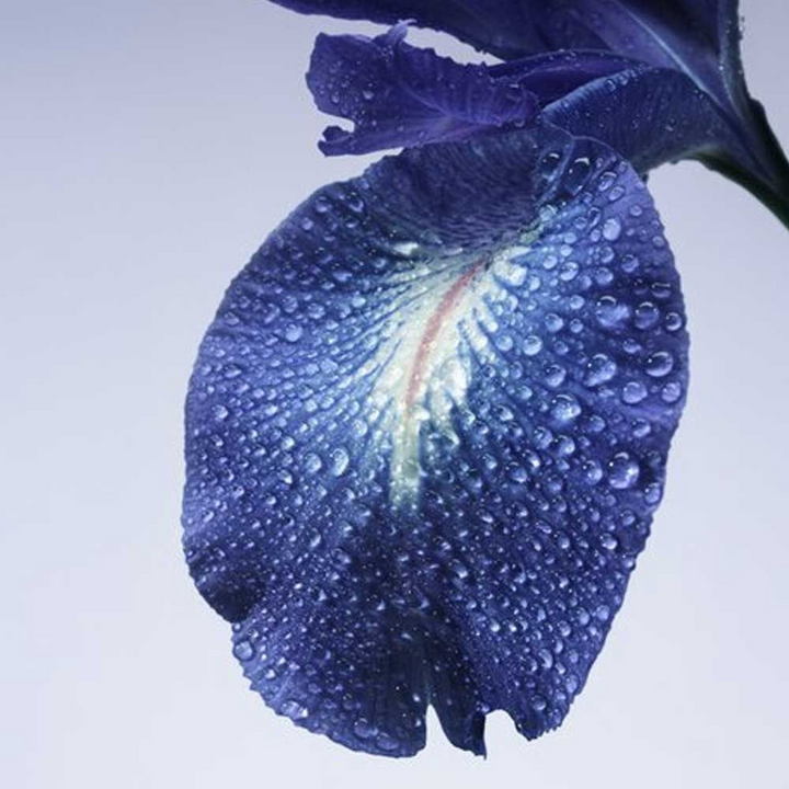 Armani Prive Iris Bleu EDT 100Ml For Women - HUNA