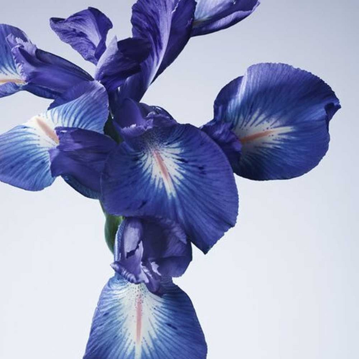 Armani Prive Iris Bleu EDT 100Ml For Women - HUNA