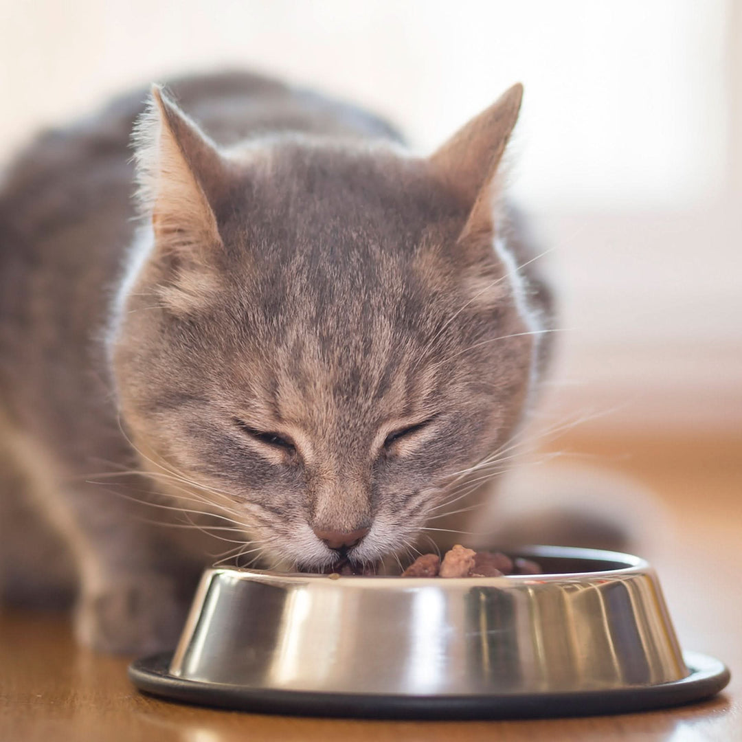 Petra Pet Chicken and Cereals Dry Cat Food
